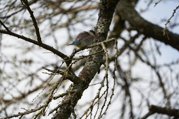 Striped kingfisher Halcyon chelicuti Portrait Cute on a tree