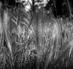 Closeup grayscale shot of a rye field