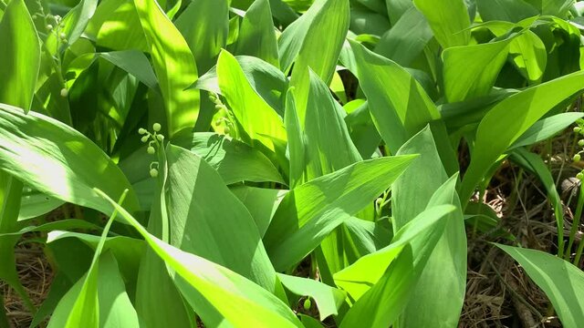 spring tender may-lily flowers blooming among wide lush green leaves on warm sunny day extreme close view