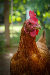 Vibrant red hen is pecking away at grain