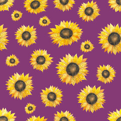 Watercolor seamless pattern with sunflowers. Hand drawn, natural yellow-orange flowers. Summer pattern on violet background