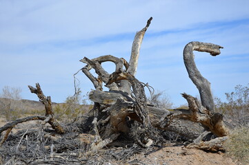 Fototapeta premium Joshua Tree National Park, Kalifornien