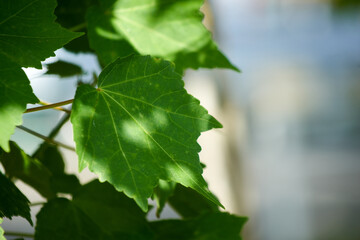 芙蓉の葉・日陰