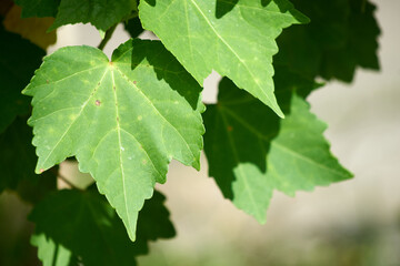 芙蓉の葉・ひなた・アップ