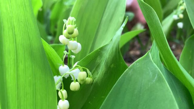 tender white lily of the valley bells growing among wide green leaves against blurred hand picking up flowers macro