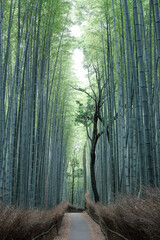誰もいない嵐山の竹林の小径