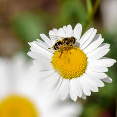Fototapeta premium insects sit on a Daisy, close-up on a Sunny day