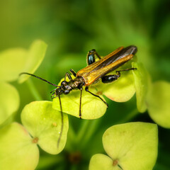 barbel beetle on a green leaf close-up, in sunlight