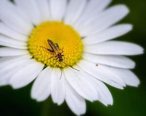 insects sit on a Daisy, close-up on a Sunny day