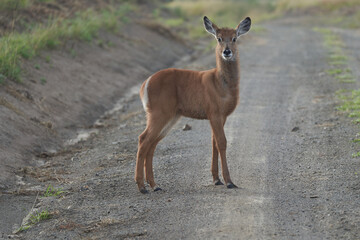waterbuck Kobus ellipsiprymnus antelope immature Kenya Africa
