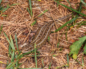 a small lizard hid in the grass, close-up, in its natural environment