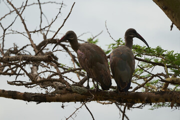  Hadeda ibis Bostrychia hagedash also called hadada Sub-Saharan Africa Kenya