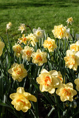 Obraz premium bouquet of yellow flowers