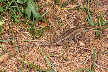 a small lizard hid in the grass, close-up, in its natural environment