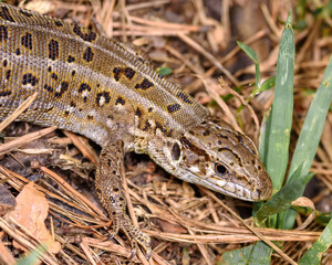 a small lizard hid in the grass, close-up, in its natural environment