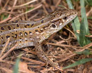 a small lizard hid in the grass, close-up, in its natural environment