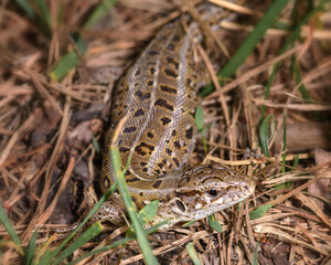 a small lizard hid in the grass, close-up, in its natural environment