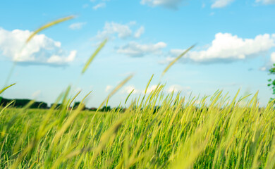 Agricultural field with young wheat against the blue sky