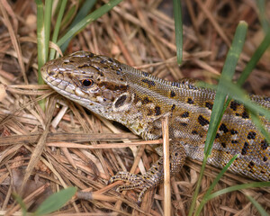 a small lizard hid in the grass, close-up, in its natural environment