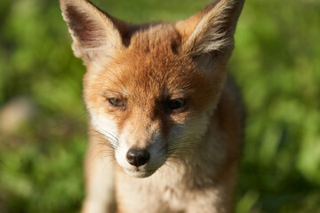 Red Fox Portrait Vulpes Vulpes Evening Sun