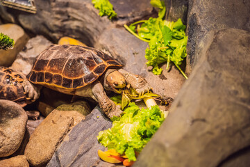 The Turtles eats vegetables in a terrarium