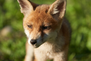 Red Fox Portrait Vulpes Vulpes Evening Sun
