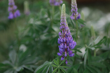 purple flowers in the garden