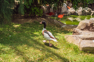 A group of colorful birds at the pond
