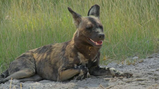 Wild Dog Lying On The Ground Calling And Searching For The Others In South African Savanna - Closeup Shot