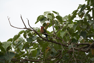 White fronted bee eater Merops bullockoides Africa Tree
