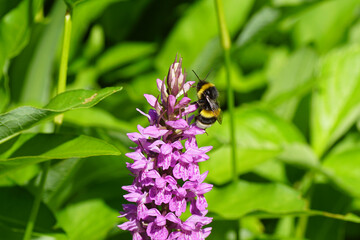 Flowers of a Dactylorhiza praetermissa variation junialis, southern marsh orchid or leopard marsh orchid. Orchid family. Orchidaceae. With a bumblebee in the Bombus lucorum-complex. In a Dutch garden.