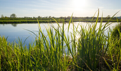 Fototapeta na wymiar Wild Green Grass plants near a pond on sunset.