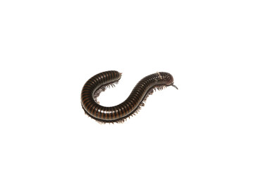 Brown millipedes on a white background