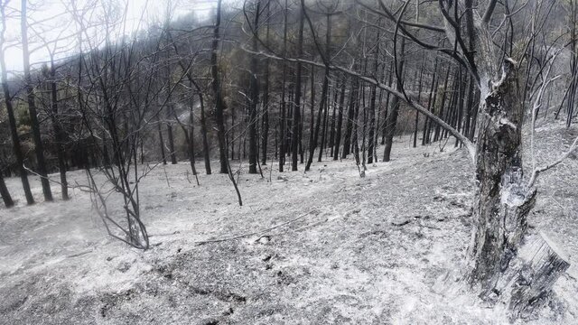 Scorched earth and tree trunks after a spring fire in forest