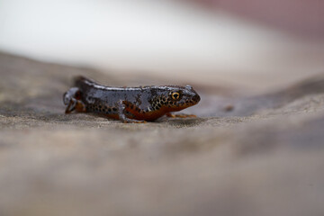 Alpine newt Ichthyosaura alpestris Amphibian Orange Belly