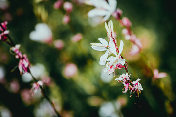Gaura de lindheimer ou gaura lindheimeri - Jolie fleur vivace dans le jardin
