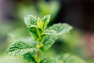 Feuilles de menthe fraîche dans le jardin aromatique