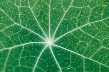 Closeup sur une feuille nervurée de capucine - Arrière plan végétal