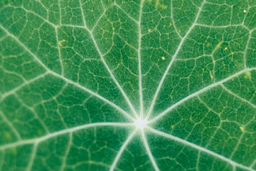 Closeup sur une feuille nervurée de capucine - Arrière plan végétal