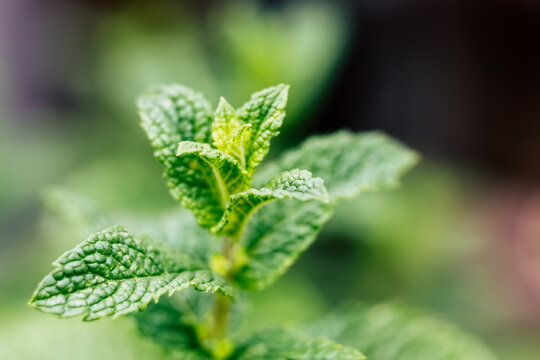Feuilles de menthe fra&icirc;che dans le jardin aromatique