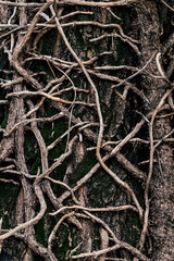 Fototapeta premium Arrière plan végétal - Lianes entremêlées sur un tronc d'arbre