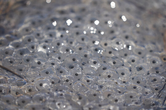 Frog Toad Spawn Texture Macro Bright Mountain Light