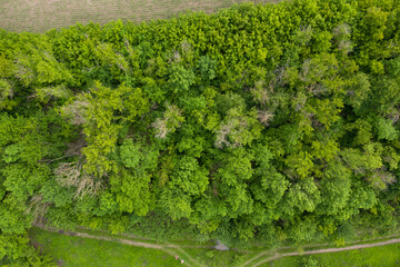 Fototapeta na wymiar green forest, view from above