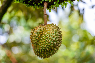 durians on the durian tree in organic durian orchard.