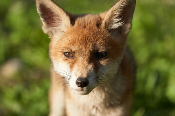 Red Fox Portrait Vulpes Vulpes Evening Sun