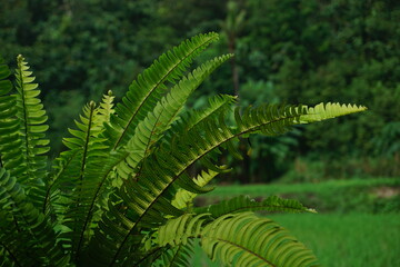 Nephrolepis exalta (Sword Fern). Beautiful ferns leaves green foliage with rice field and mountain background. Close up of beautiful growing ferns
