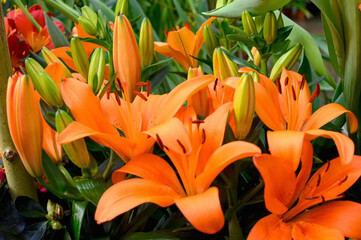 Obraz premium Beautiful orange Lily close-up. Blooming beautiful Lily flowers.