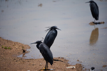 Black heron Egretta ardesiaca also known as black egret Lake Manyara African heron Habit of using...
