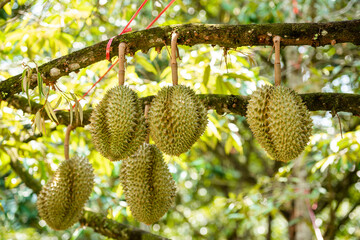durians on the durian tree in organic durian orchard.