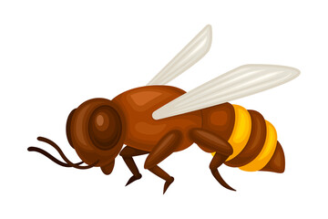 Honey Bee with Yellow Stripes and Wings Vector Illustration